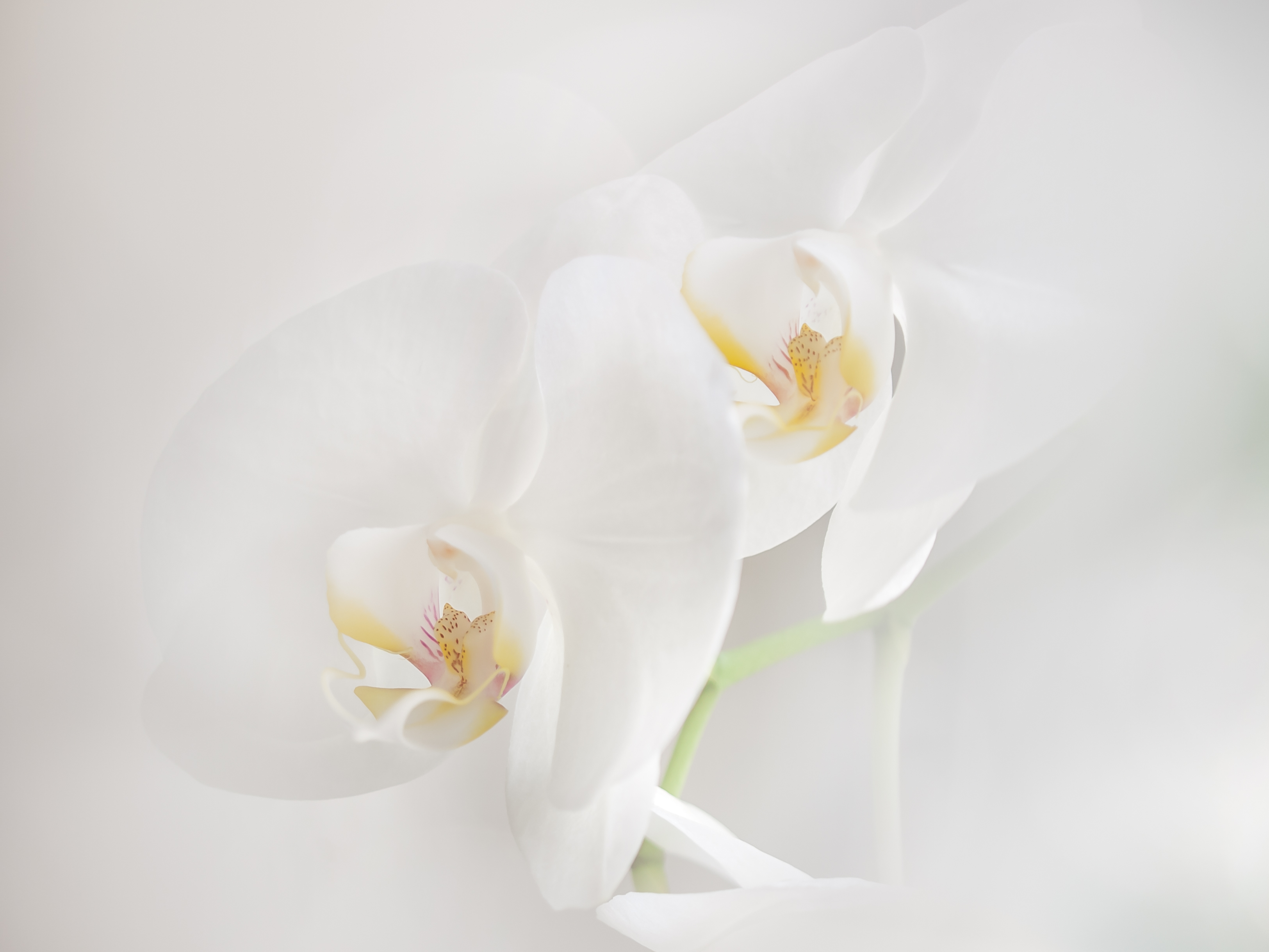 A white orchid symbolizing peace and resilience at White Orchid Counseling